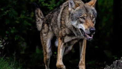 Wolf Active in Bahraich: Panic in town because of the attack on woman and girl