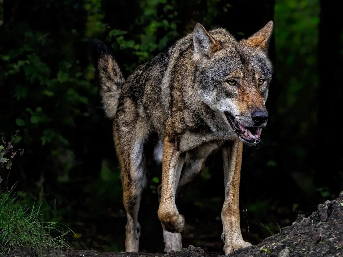 Wolf Active in Bahraich: Panic in town because of the attack on woman and girl