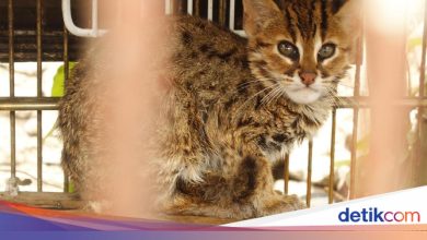 Police arrest rare kuwk cat seller in Muara Baru, supplier hunted