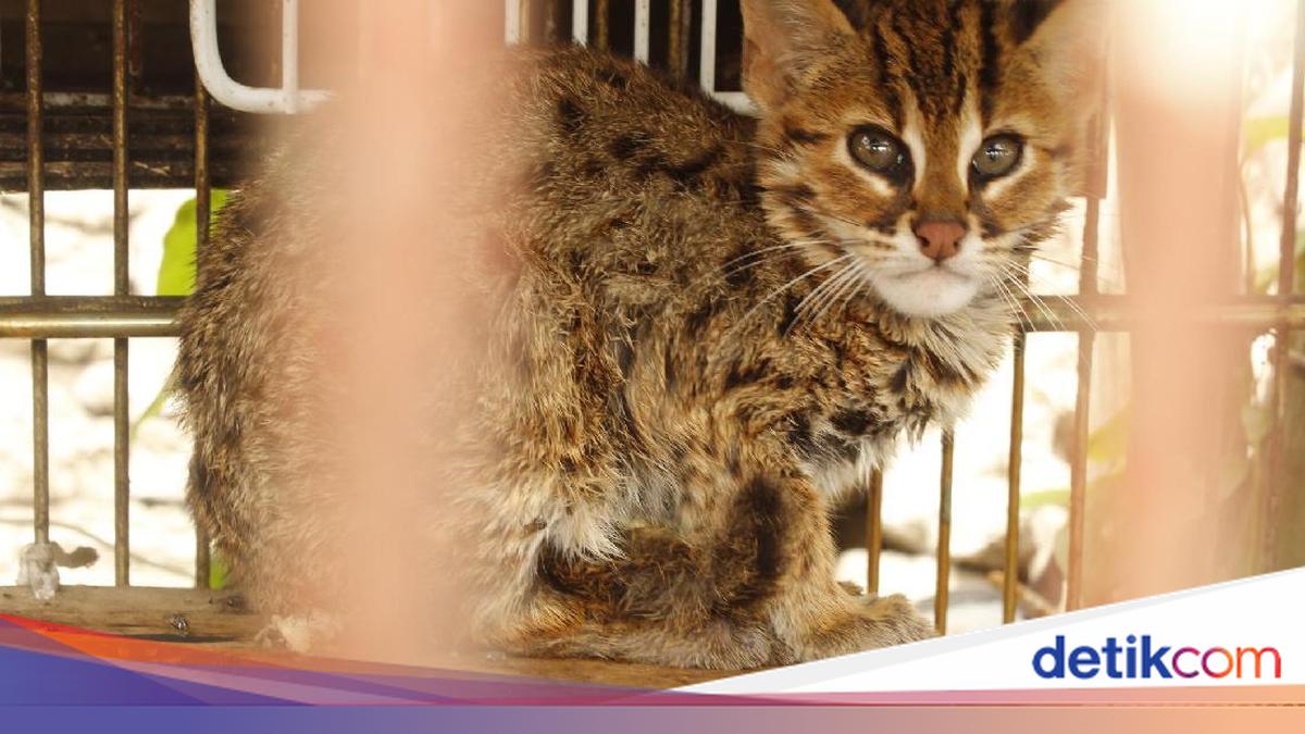 Police arrest rare kuwk cat seller in Muara Baru, supplier hunted