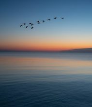 Teamwork of birds makes flight easy!