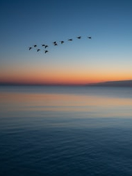 Teamwork of birds makes flight easy!