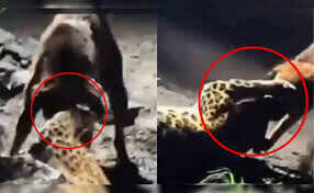 Leopard was in a bad shape before Dogesh Bhai’s courage, firstly there would have been an equal competition, and the entire game has changed.