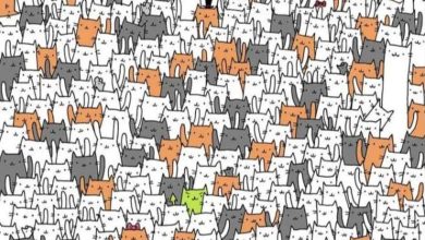 Optical illusion: Viral image hides one bunny among hundreds of cats. Can you see it in 10 seconds?