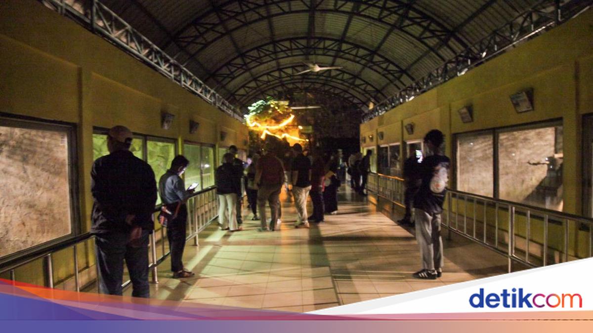 A total of 3,635 residents visited the Ragunan Night Tour today
