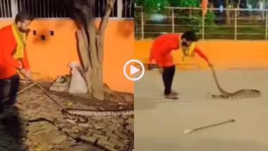 Afraid of Yamraj, 13 feet long Python entered the temple, man chased it away and saved it, watching video