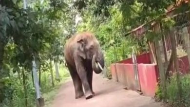 Elephant recorded in commitment, bending his head before the maa Durga temple, people were surprised to see