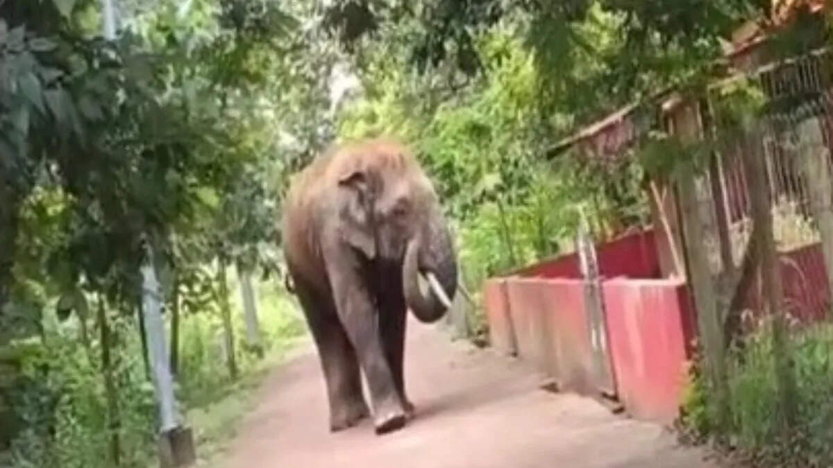 Elephant recorded in commitment, bending his head before the maa Durga temple, people were surprised to see