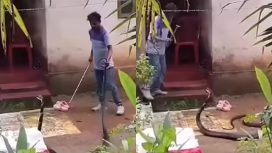 The person first captured the tail and then brought the bag, the person tried to catch the King Cobra, the snake attacked …