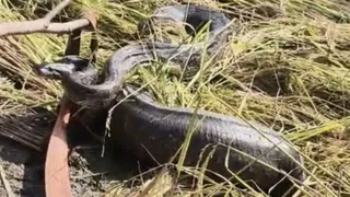 Farmers heard a sound in the paddy field, a bumping members broke out as soon as they saw it … Forest division could not catch the Python -Python entered the farm that caused among the Pagie harvesters