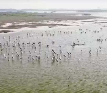 Chennai: Considering the making of Samanatham tank a Ramsar website, can get better legitimate protection and management.