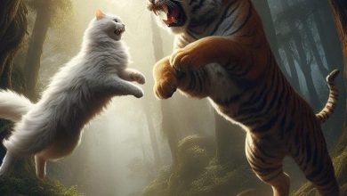 Dogesh Bhai kept barking until the cat -aunt made a scandal of the animal, you would make stomach pain laugh after watching the viral video.