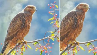 Himachal Pradesh: 4 New bird species were seen in Kinnaur, which was revealed in the recording performed on World Tractor Day – new bird species discovered in Kinnaur Himachal Pradesh
