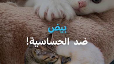 قد لا تحتاج للتخلي عن قطك بعد اليوم .. العلم يجد حلًا غير متوقع لحساسية #القطط