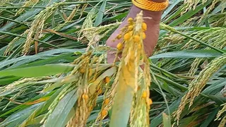 Farmers are concerned due to the Haldia disease in the crop, and the yield can fall by so much percent -Haldia disease in Paddy crops is worried that the yields of the Boers could fall