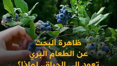 من الفطريات إلى الأعشاب البحرية.. “موضة” الطعام البري تغزو أميركا! ما القصة؟. التفاصيل في الفيديو
