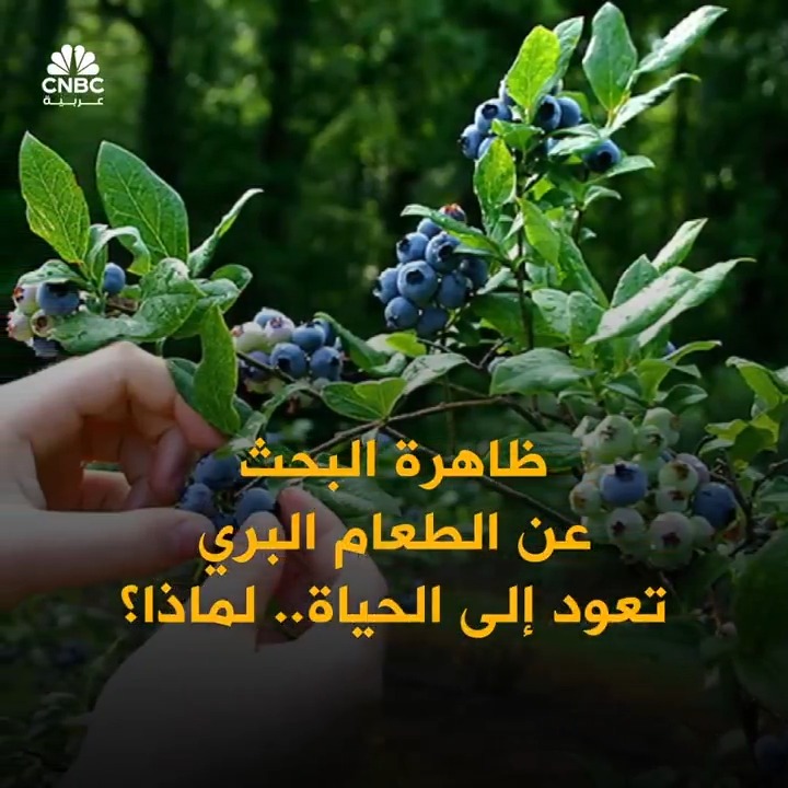 من الفطريات إلى الأعشاب البحرية.. “موضة” الطعام البري تغزو أميركا! ما القصة؟. التفاصيل في الفيديو
