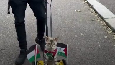المؤثر البريطاني شاهان عزيز يتجول مع قطته “روز” التي خطفت الأنظار في لندن مرتدية علم فلسطين…