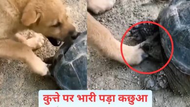 What a dog you will become! Turtle has worsened his condition, you will laugh after watching the video