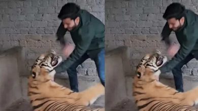 The young man had to face a difficult joke with the tiger! In one fall attacked, your throat will dry up after watching the video
