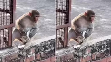 A monkey has been seen counting bundles of notes on the roof of the house, after watching the viral video, people said: “He seems to be a relative of Ambani …”