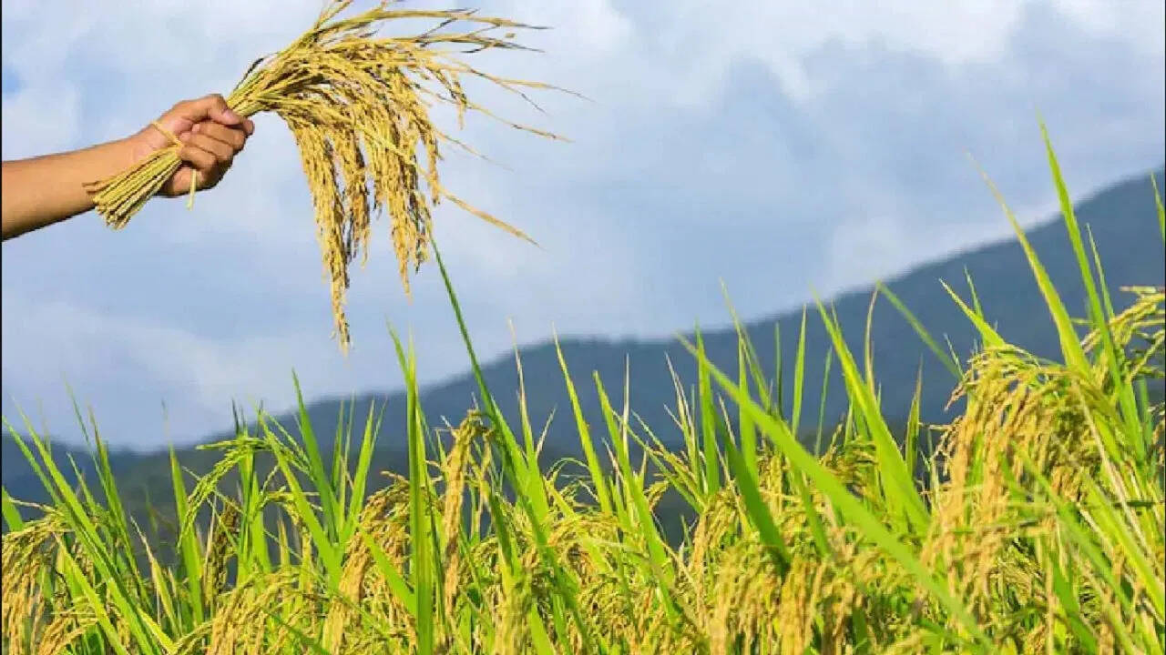 Even foreigners love this rice of Rajasthan, farmers also earn good profits