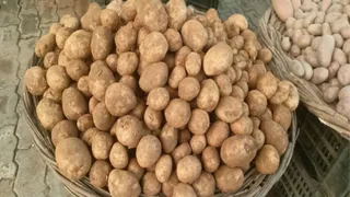Potato farmers get the greatest gift from Diwali, a discount of so many rupees per quintal on government seed – UP -farmers get 800 Quintale discounts on potato seed