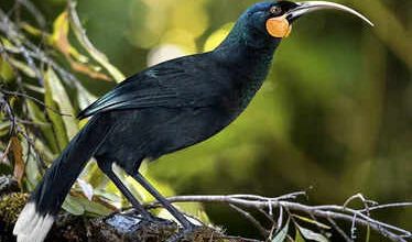 Oh God! The cost of one wing of this bird is Rs 23 lakh, see in the viral video where this being is found.