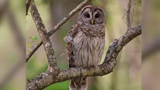 As Diwali approached, the threat to the lives of owls began to threaten, and the leaves of officers were canceled in Dudhwa Park; What is recognition? – Uiloffer for Tantric Rituals Forest Department Alert in Lakhimpur Kheri