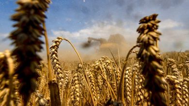 Wheat price is the lowest in five years with improved expectations of the offer and renewed trading tension