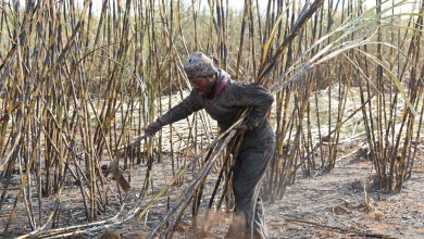 Govt’s move to regulate Khandsari Sugar units see a weak start