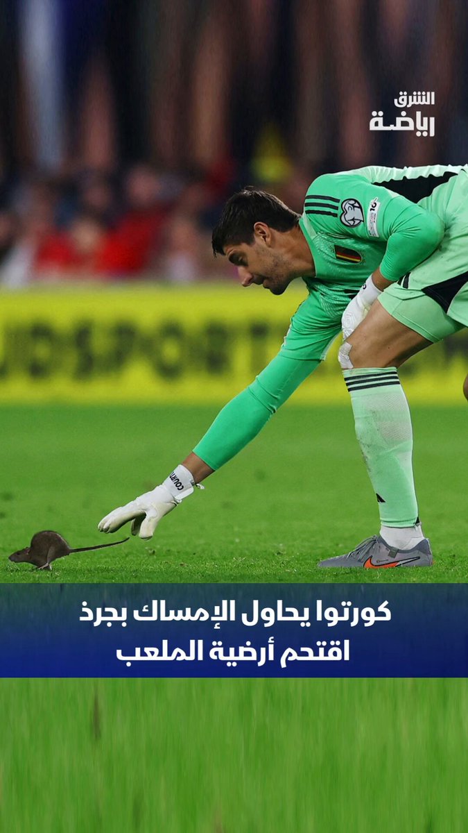 جرذ يخطف الأنظار في اللقاء الذي جمع بلجيكا مع ويلز في التصفيات الأوروبية المؤهلة لكأس العالم