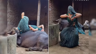 “Hey baby …” Even the Buffalo lowered his eyes after seeing the sister -in -law’s killer, the hearts of the Bachelors would be shaken after watching the viral video.