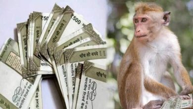 A young man came to register, the monkey removed a bundle of notes from the car and made it rain. You will be shocked to see the viral video of Prayagraj.