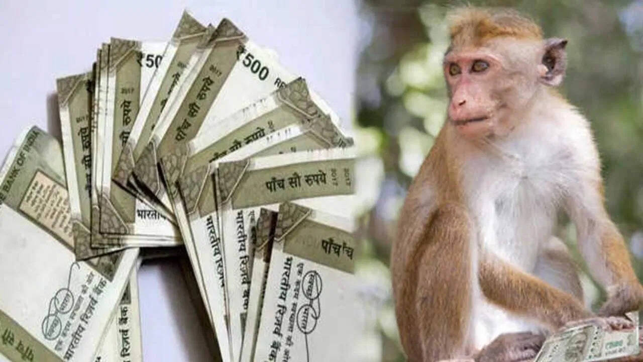 A young man came to register, the monkey removed a bundle of notes from the car and made it rain. You will be shocked to see the viral video of Prayagraj.