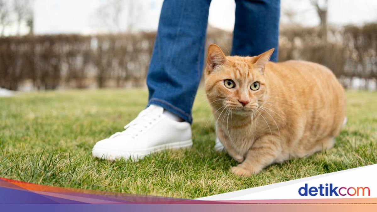 October 15 Animal Rights Day, Watch How To Celebrate It