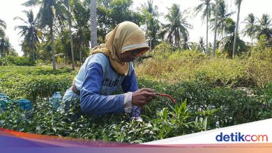 October 15 International Rural Women’s Day, this is the theme