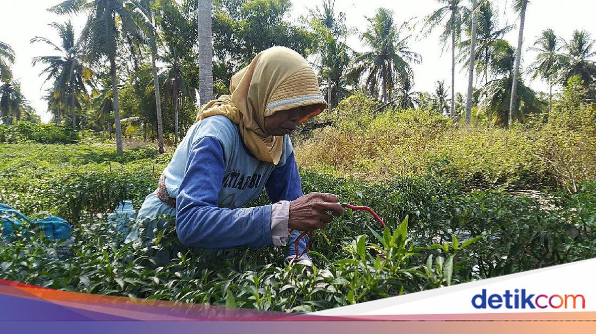 October 15 International Rural Women’s Day, this is the theme