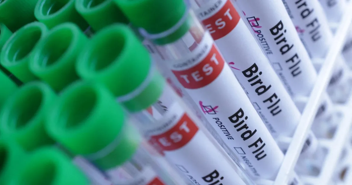 International Organization: Iraq reports an outbreak of the H5N1 tribe of bird flu