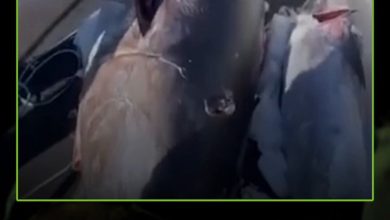 قيمتها تقارب 2 مليون دولار.. نجح صيادون روس في صيد سمكة تونة عملاقة تزن أكثر من 284 كغ قرب جزر…