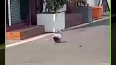 مشهد طريف من الصين.. حمامة “شبعت” لدرجة أنها لم تعد قادرة على الطيران بعد تناولها الطعام…