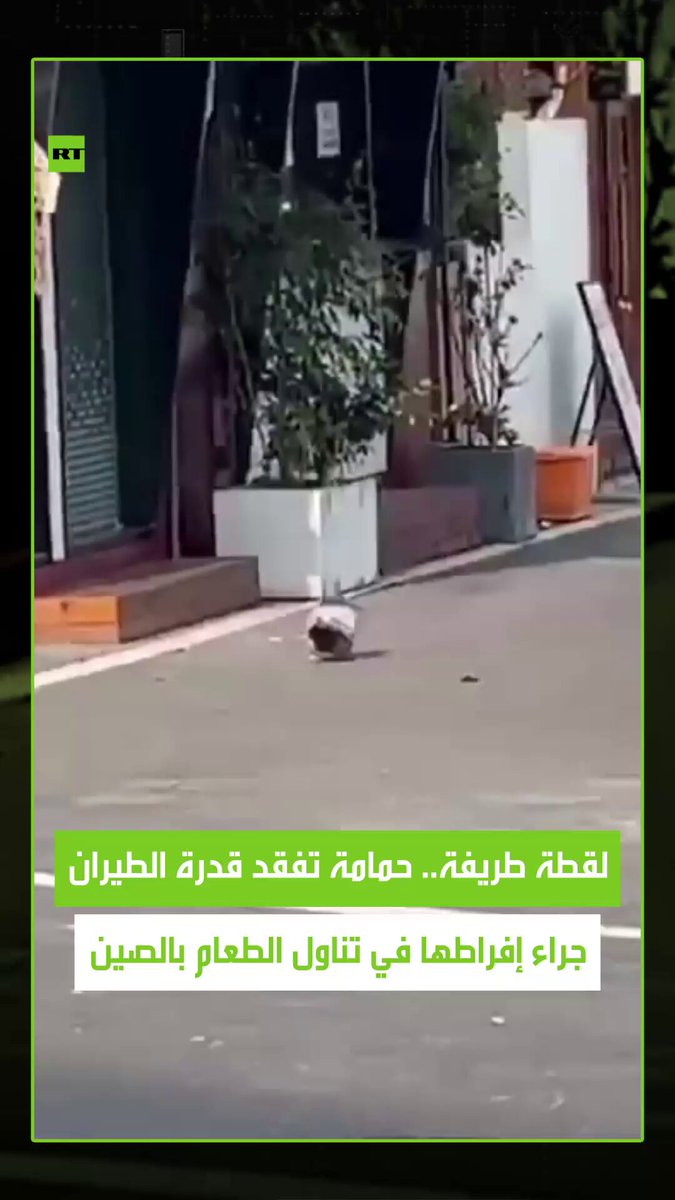 مشهد طريف من الصين.. حمامة “شبعت” لدرجة أنها لم تعد قادرة على الطيران بعد تناولها الطعام…