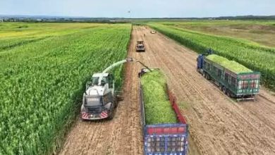 Currently more than 90% of China’s grain purchase volume is based on the market