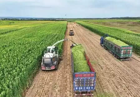 Currently more than 90% of China’s grain purchase volume is based on the market