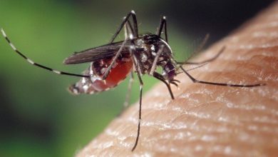 Chikungunya case confirmed in New York: What to know about the virus, the symptoms and important precautions