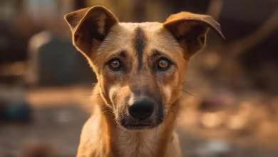 Boy catches innocent street dog while sleeping and turning it into chakri will boil the blood of pet lovers after watching viral video