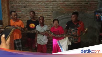 Sukoharjo -residents’ houses flooded, it appears that pythons have been shrouded in the sewer