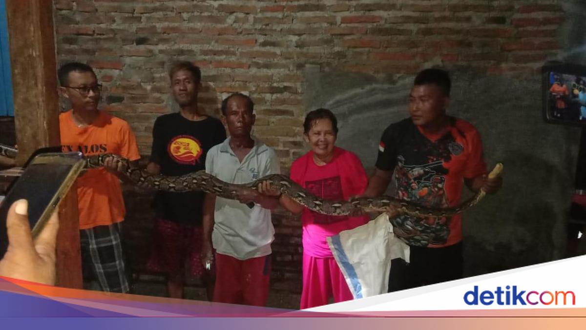 Sukoharjo -residents’ houses flooded, it appears that pythons have been shrouded in the sewer