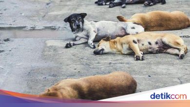 Jakarta DPRD leaders support Gubernatorial regulation banning the consumption of dog and cat meat