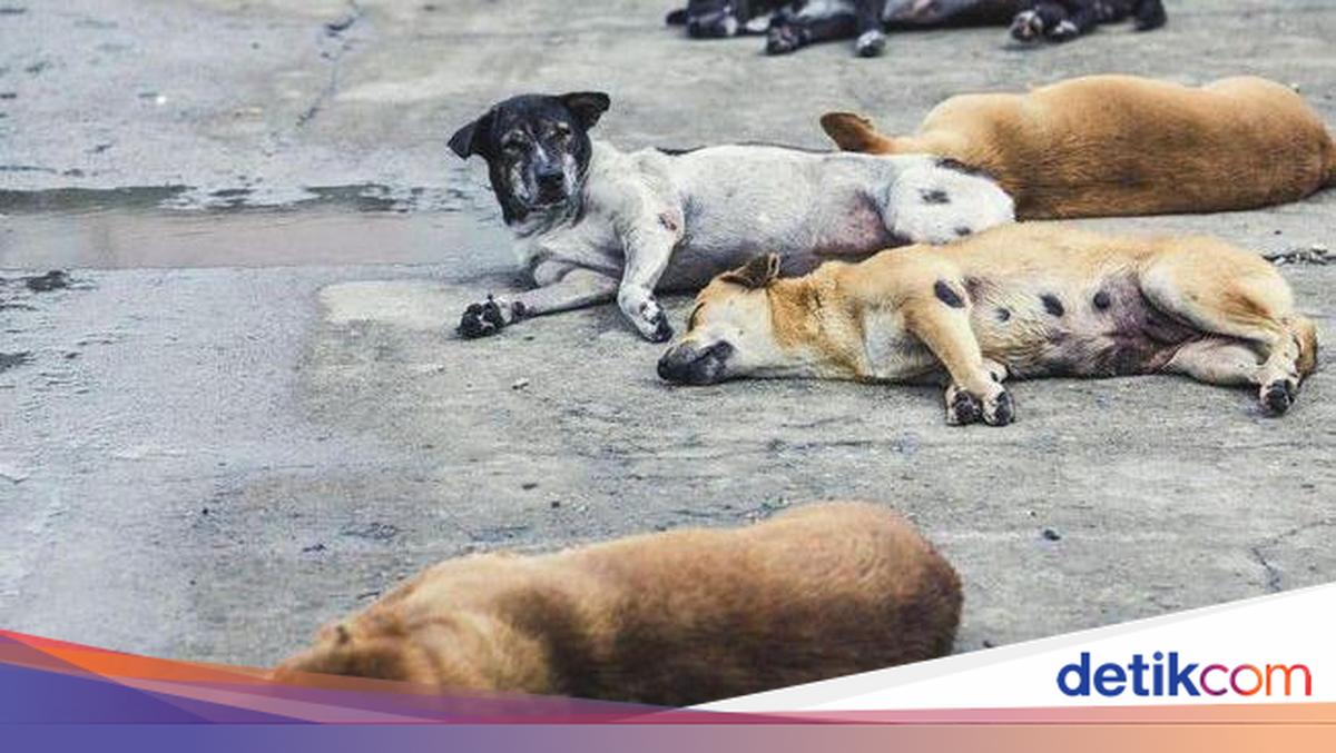 Jakarta DPRD leaders support Gubernatorial regulation banning the consumption of dog and cat meat